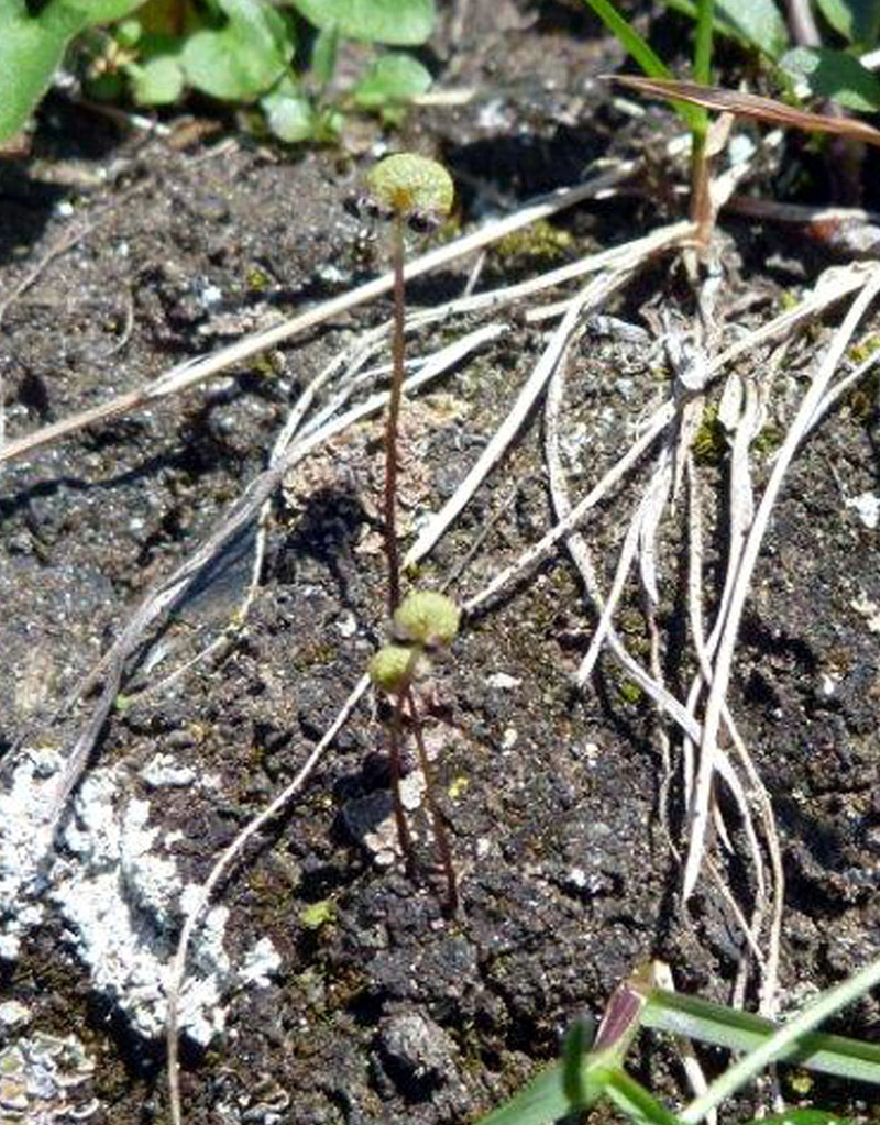 Asterella gracilis